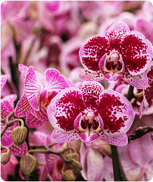 Spécialiste Orchidées